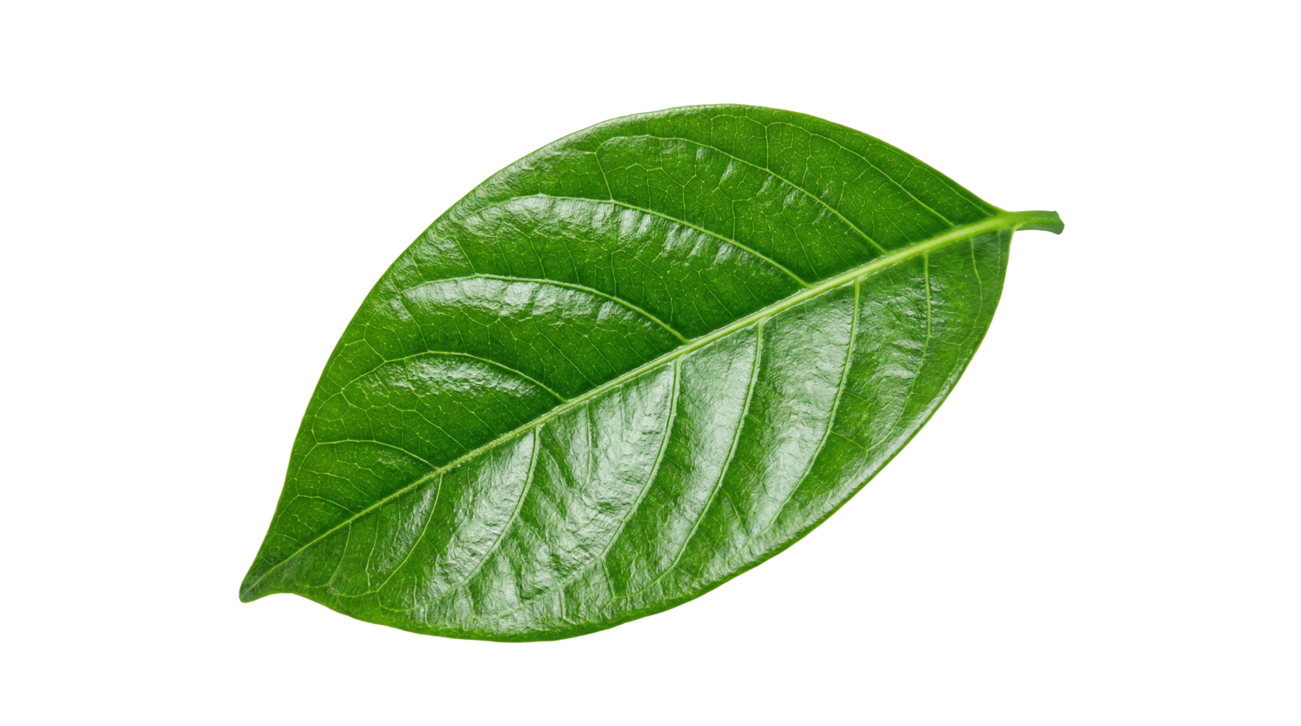 floating leaf