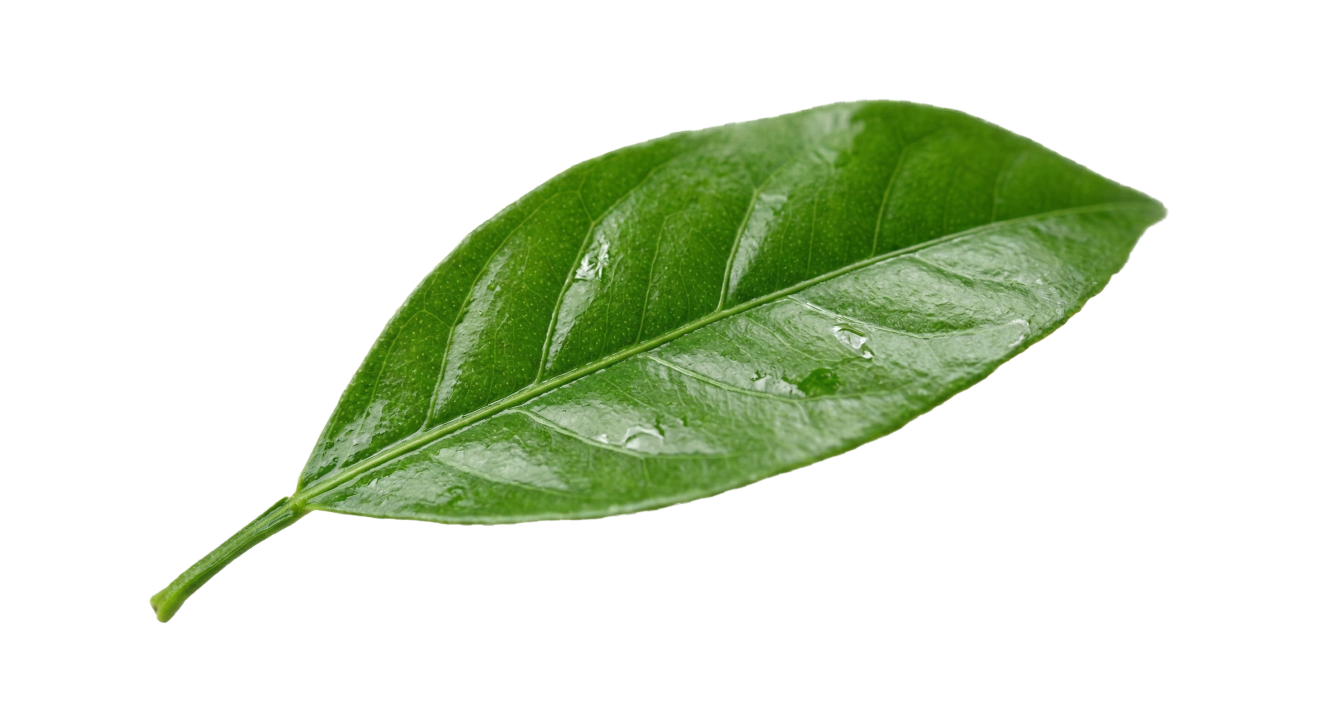 floating leaf